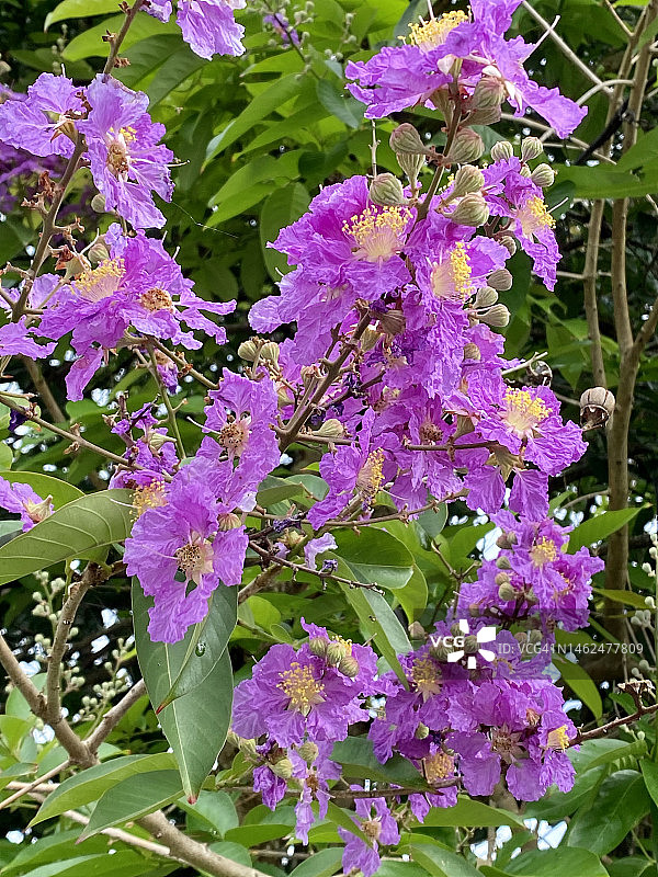 树上盛开的紫薇花图片素材