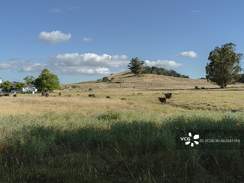 加利福尼亚州纳帕市图片素材