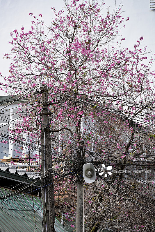 春天老房子附近盛开的樱花图片素材