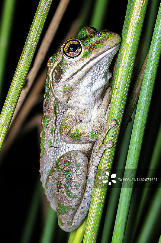 摩托车蛙（Litoria moorei）图片素材