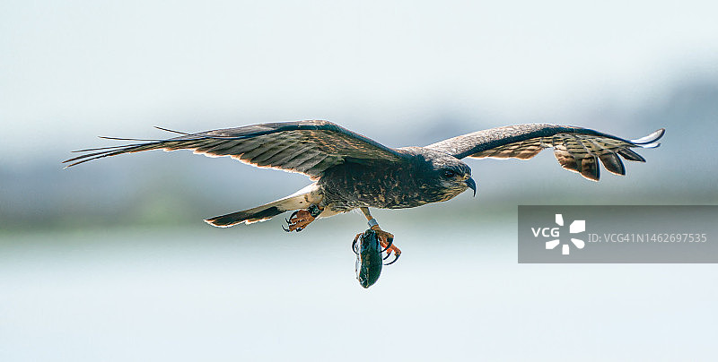吃着乌龟的蜗鸢图片素材