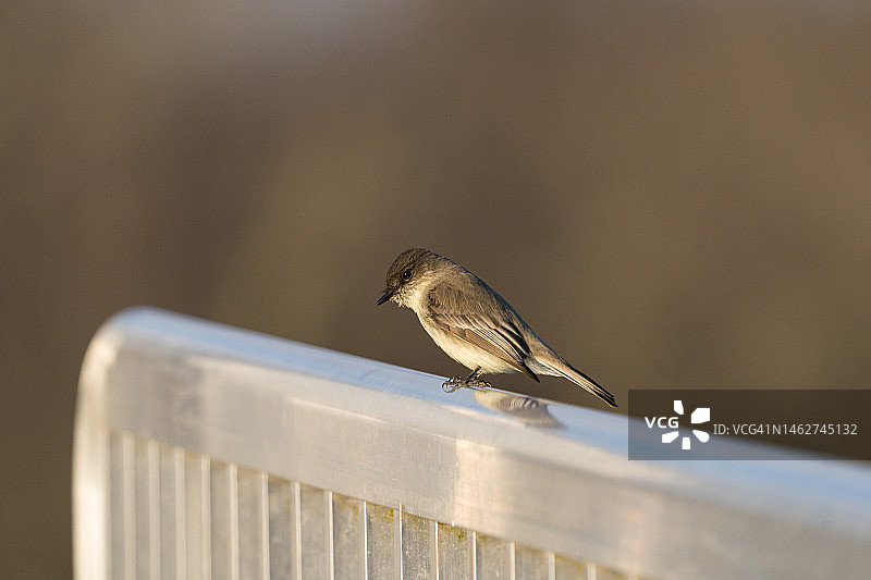 栖息在栏杆上的小东菲比鸟图片素材