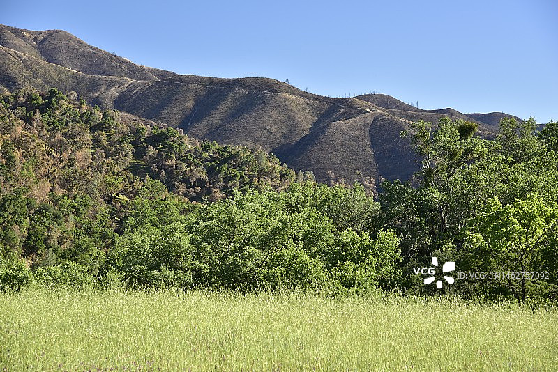 加利福尼亚州蒙特雷县的野火灾后恢复图片素材