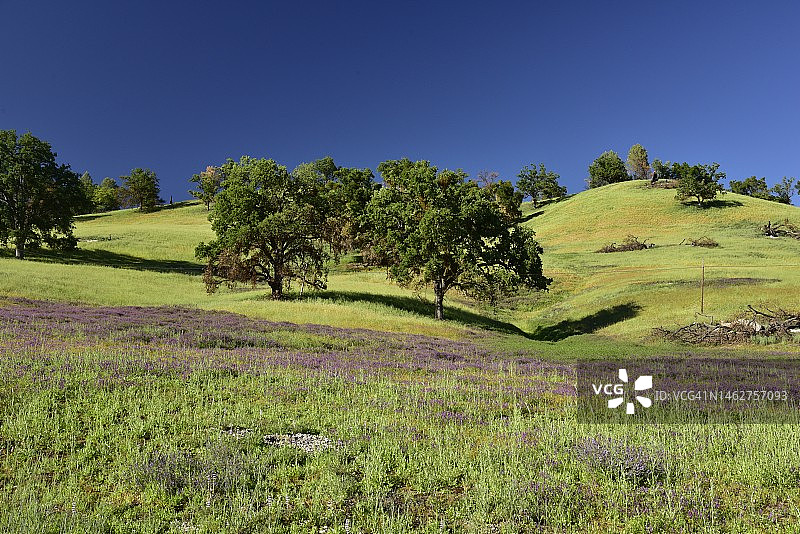 加利福尼亚州蒙特雷县的野火灾后恢复图片素材