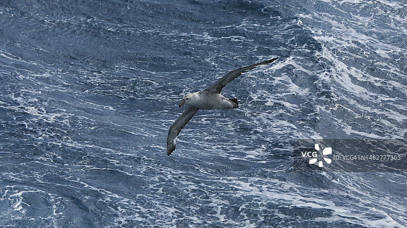 德雷克海峡的巨海燕图片素材