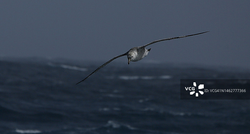德雷克海峡的巨海燕图片素材