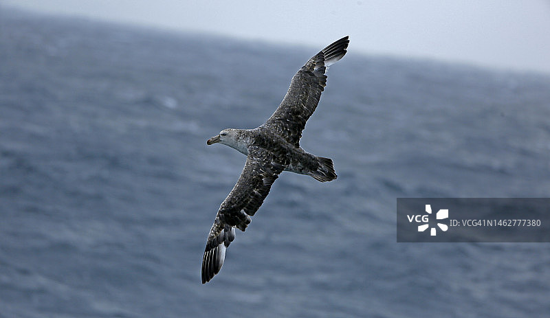 德雷克海峡的巨海燕图片素材
