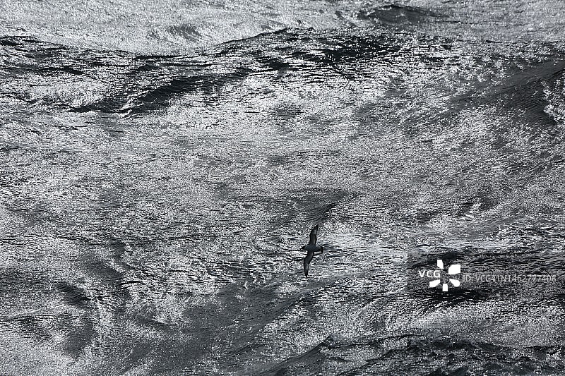 德雷克海峡的海燕图片素材