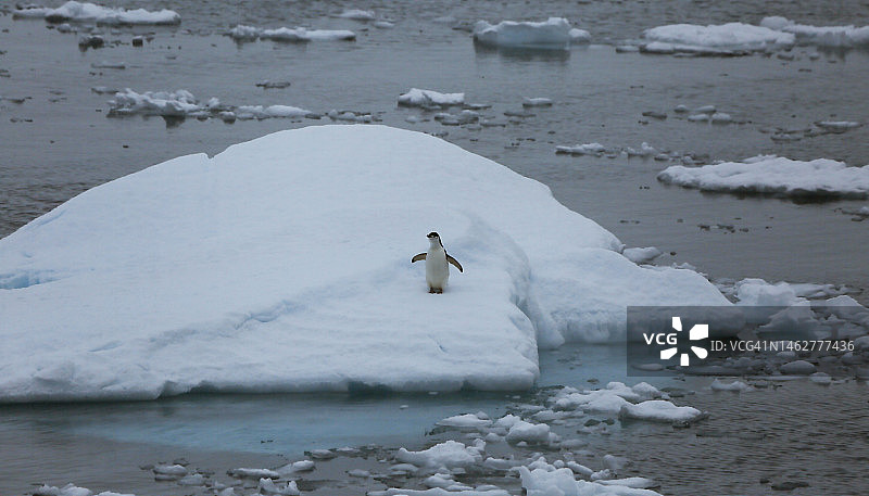 冰上的帽带企鹅图片素材