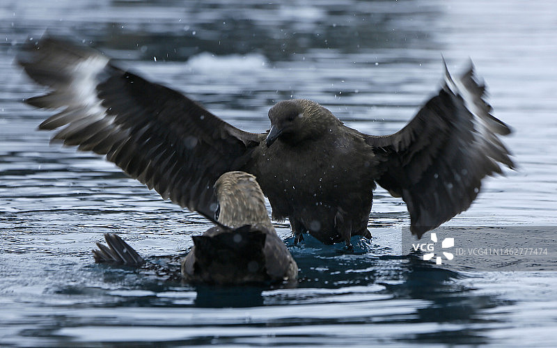 南极贼鸥图片素材