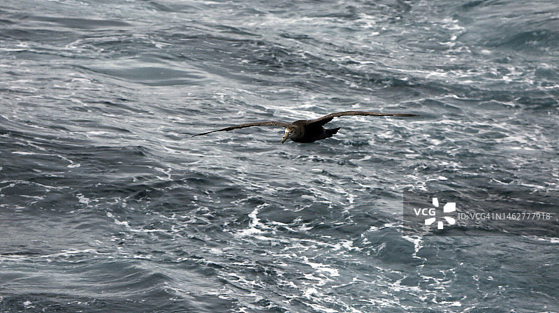 德雷克海峡的巨海燕图片素材
