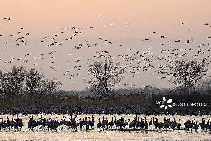 内布拉斯加州普拉特河的沙丘鹤春季迁徙图片素材