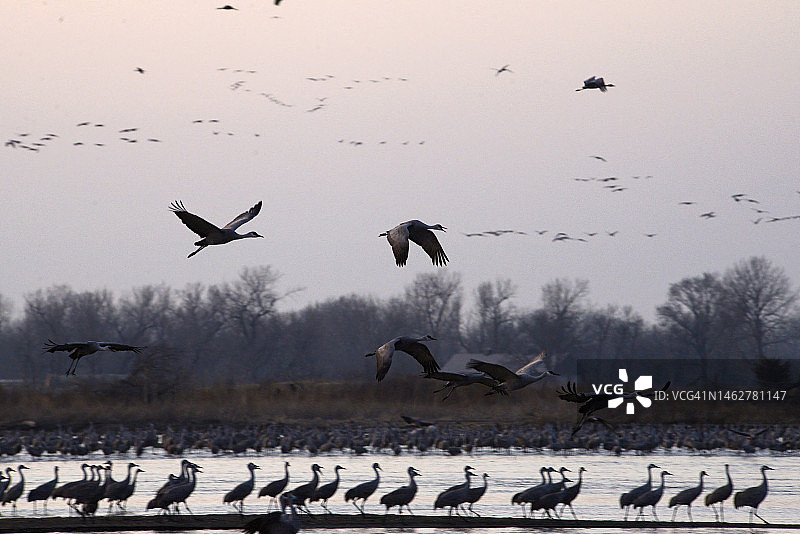 内布拉斯加州普拉特河的沙丘鹤春季迁徙图片素材