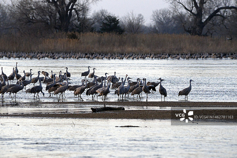 内布拉斯加州普拉特河的沙丘鹤春季迁徙图片素材