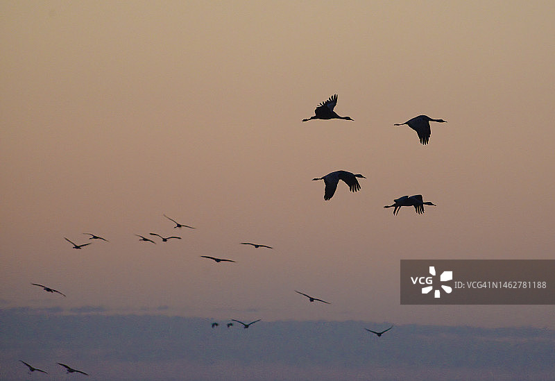 内布拉斯加州普拉特河的沙丘鹤春季迁徙图片素材