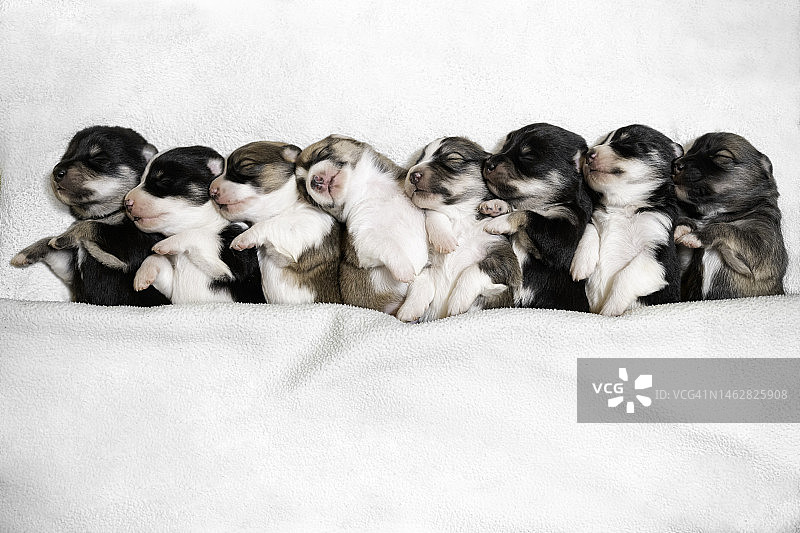 八只熟睡的小狗图片素材