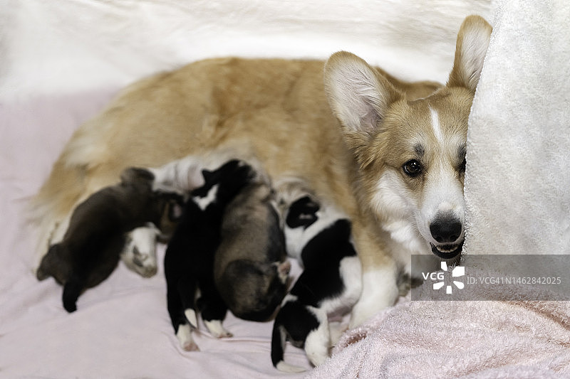柯基母犬喂养幼犬图片素材