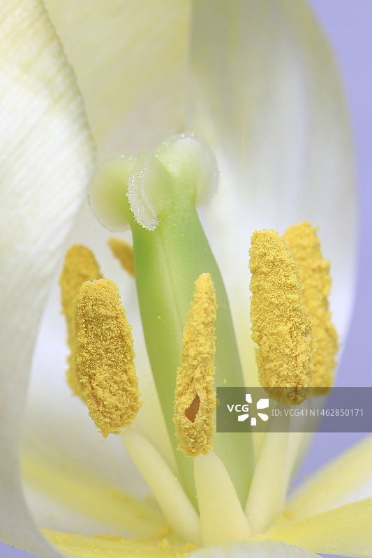 郁金香内部结构图片素材