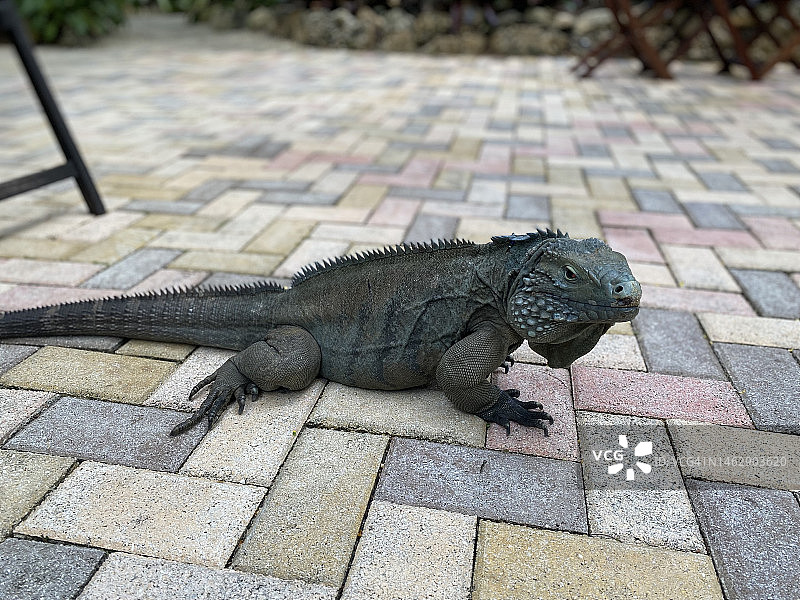 在大开曼岛伊丽莎白二世植物园拍摄的蓝岩鬣蜥图片素材