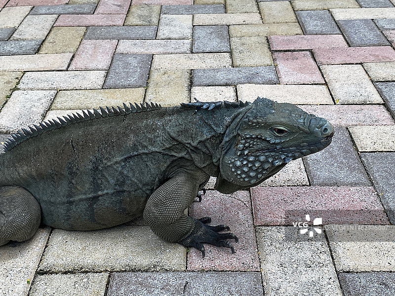 在大开曼岛伊丽莎白二世植物园拍摄的蓝岩鬣蜥图片素材