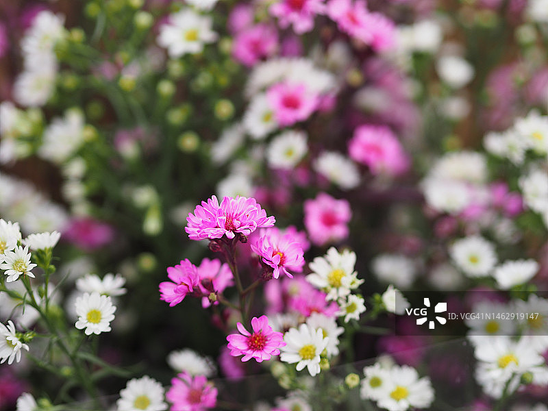 粉白色翠菊美丽花束图片素材