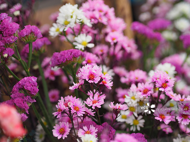 粉白色翠菊美丽花束图片素材