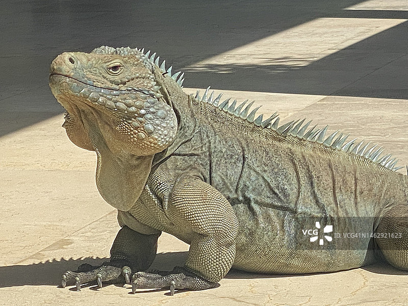 在大开曼岛伊丽莎白二世植物园拍摄的蓝岩鬣蜥图片素材