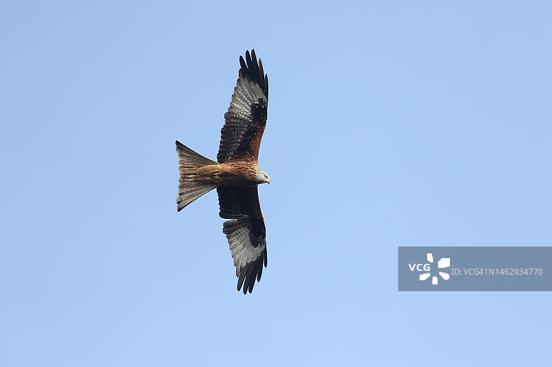 蓝天下飞翔的红鸢图片素材