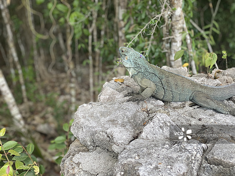 在大开曼岛伊丽莎白二世植物园拍摄的蓝岩鬣蜥图片素材