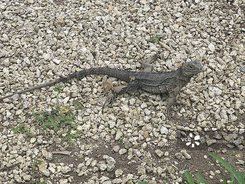 在大开曼岛伊丽莎白二世植物园拍摄的蓝岩鬣蜥图片素材