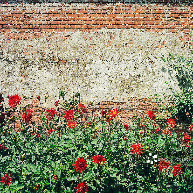 夏日细节图片素材