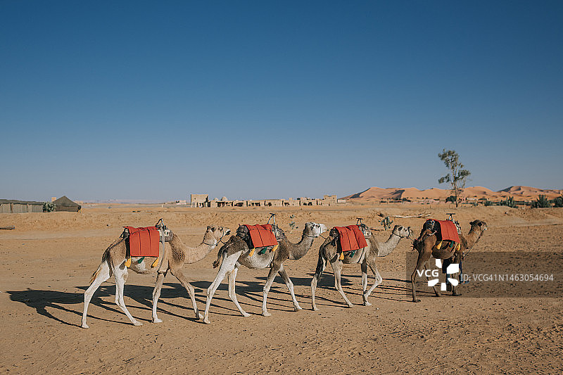 摩洛哥撒哈拉沙漠日落骆驼商队图片素材