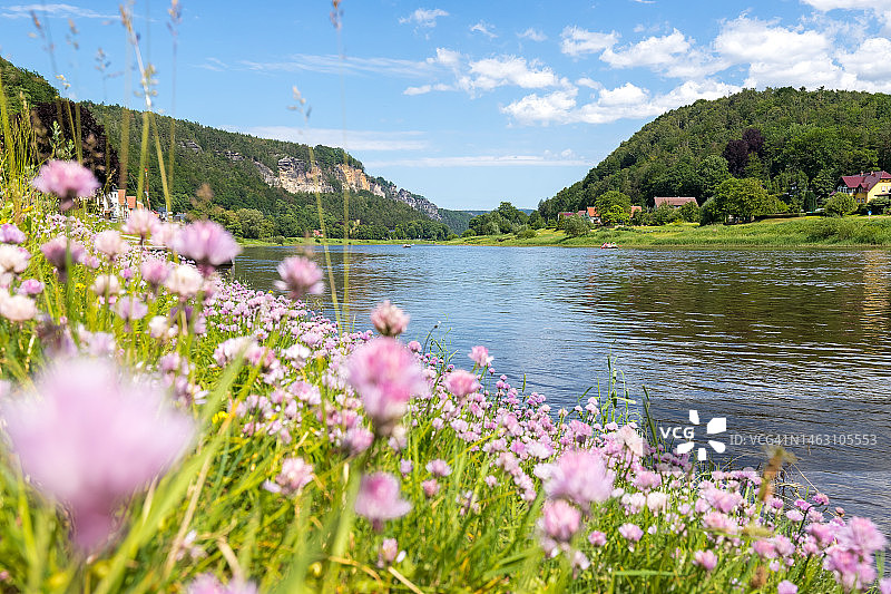 德国萨克森河畔的三叶草花图片素材