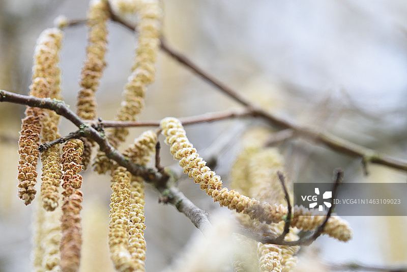 榛树花图片素材