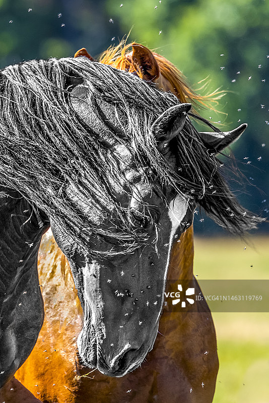 马和夏天图片素材