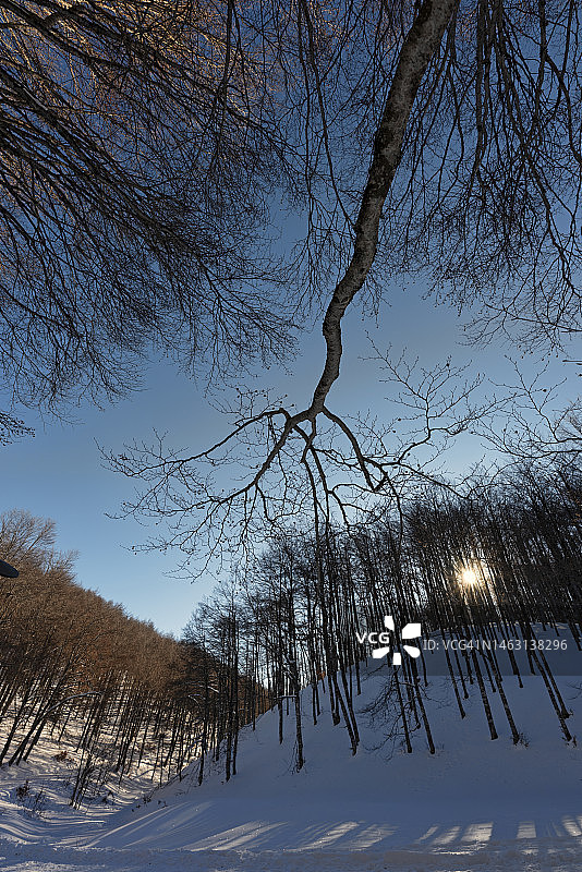 黎明时分阳光穿过树枝的雪覆盖山毛榉树林图片素材