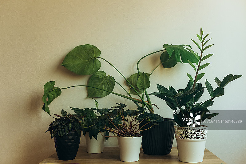 家里的盆栽图片素材