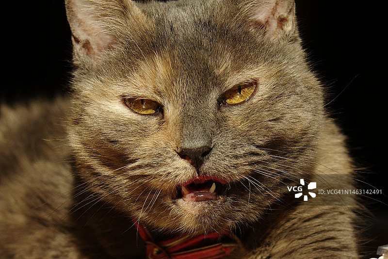 吓人的猫图片素材