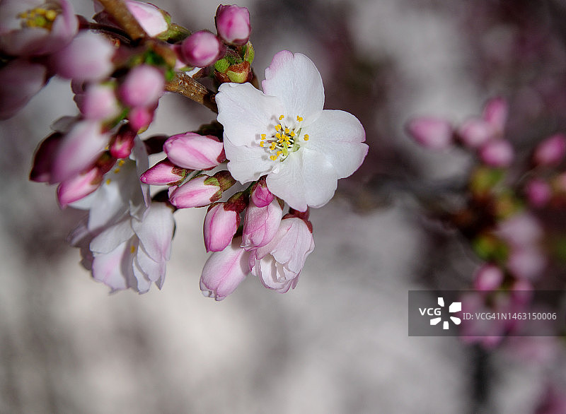 华盛顿特区樱花图片素材