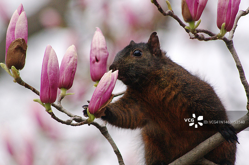 闻玉兰花的松鼠图片素材