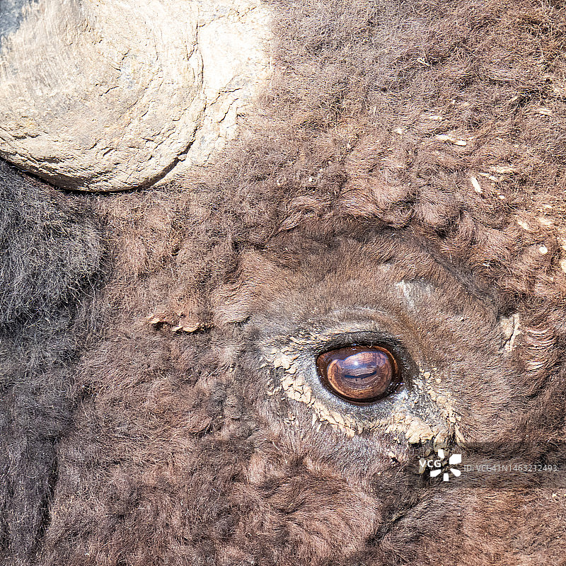 美洲野牛的眼睛图片素材