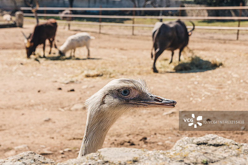 鸸鹋探头进入动物农场图片素材