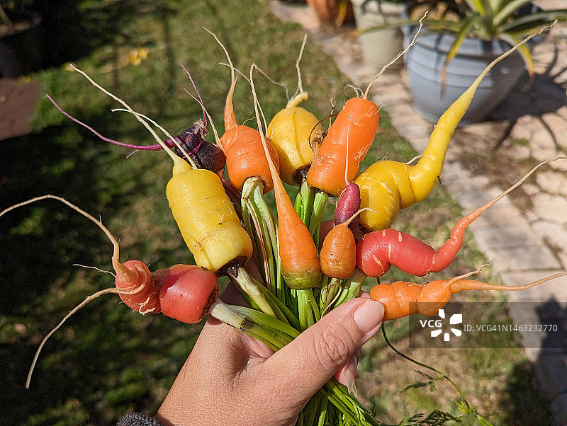 胡萝卜图片素材