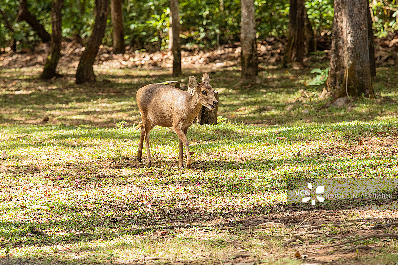 普基奥国家公园里的沙丘图片素材