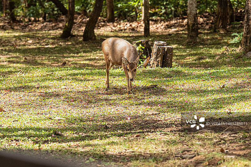 普基奥国家公园里的沙丘图片素材