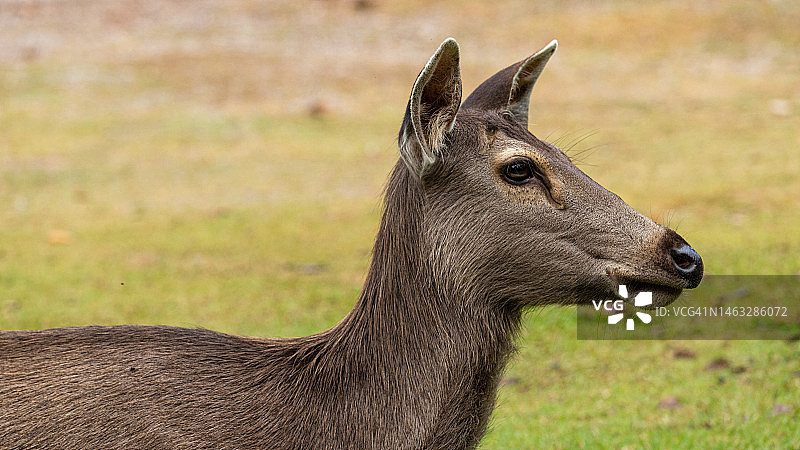 普基奥国家公园里的沙丘图片素材