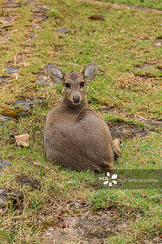 普基奥国家公园里的沙丘图片素材