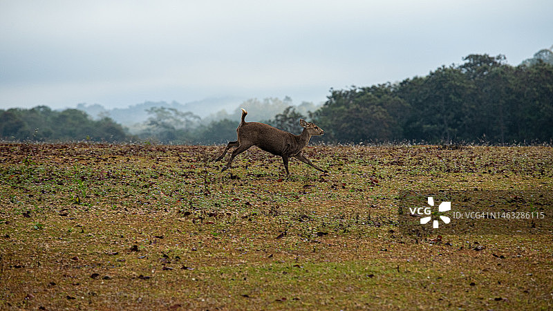 普基奥国家公园里的沙丘图片素材