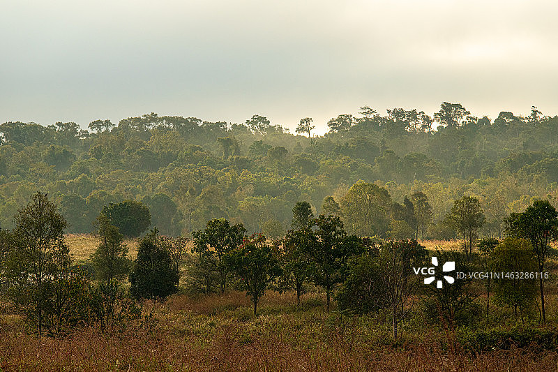 泰国普丘国家公园的草地图片素材