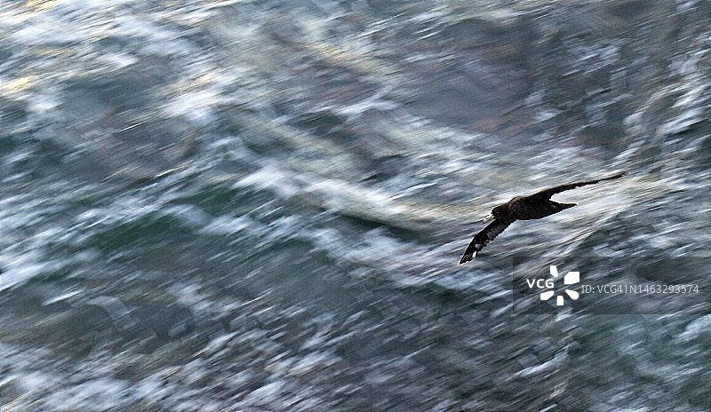 暴风雨中的巨海燕图片素材